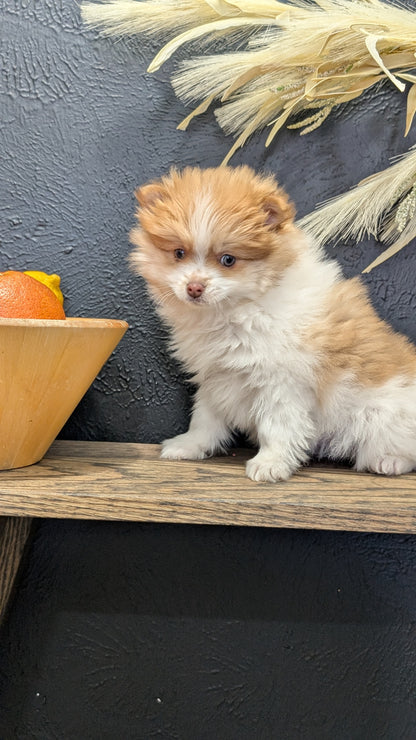 POMERANIAN (NOV 23) MALE
