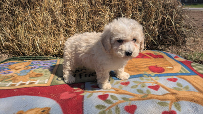 TEDDY BEAR (02/18) MALE