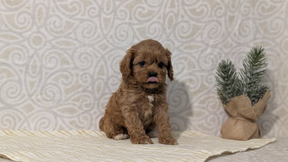 CAVAPOO (JAN 29) MALES