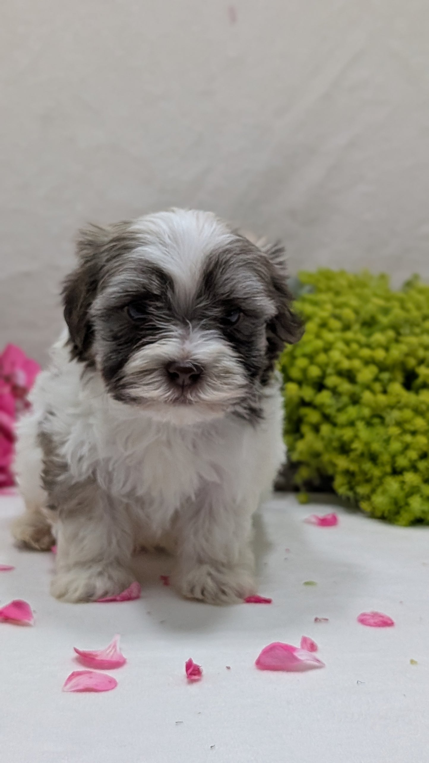 HAVANESE (09/13) MALE