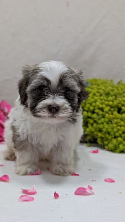 HAVANESE (09/13) MALE