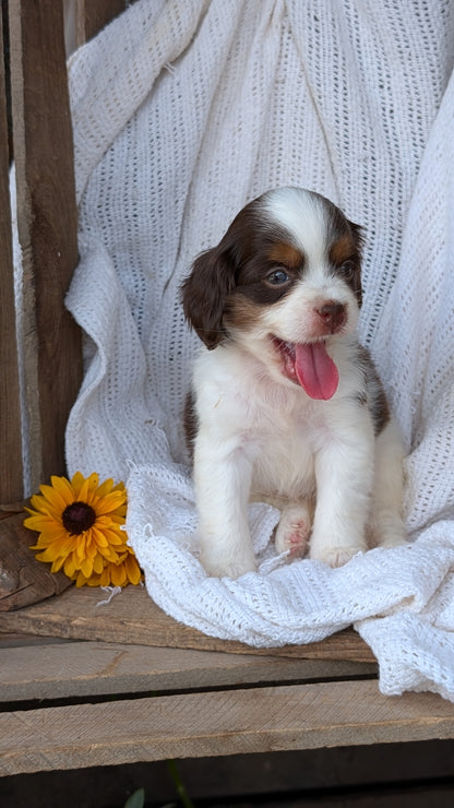 COCKAPOO (06/02) FEMALE