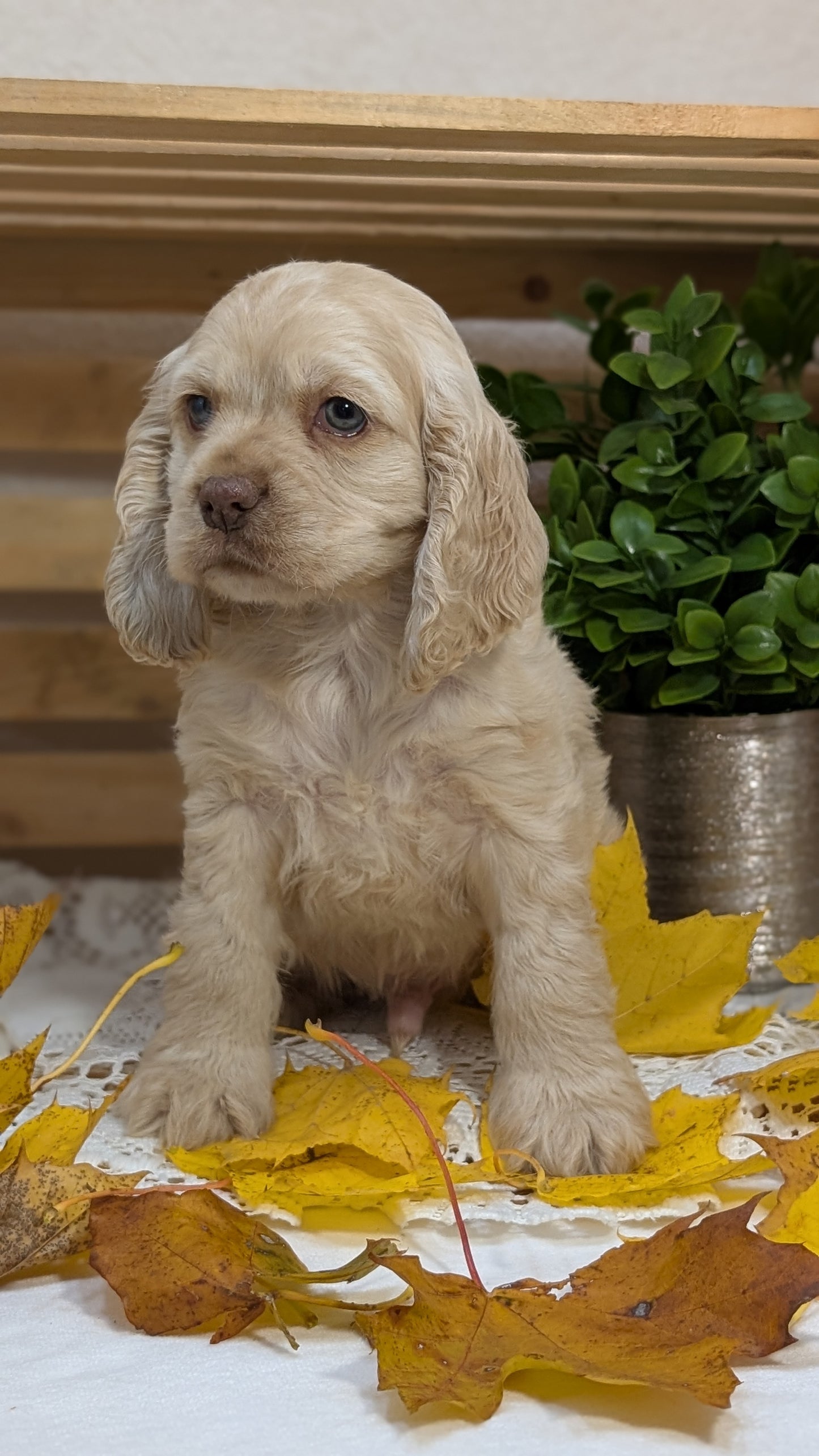 COCKER SPANIEL (09/20) MALE
