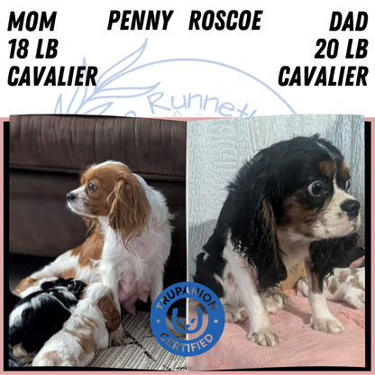 CAVALIER (DEC 03) MALES