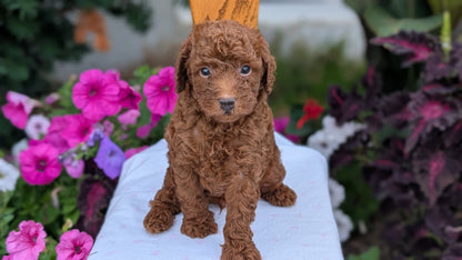 TOY POODLE (JUN 17) MALES