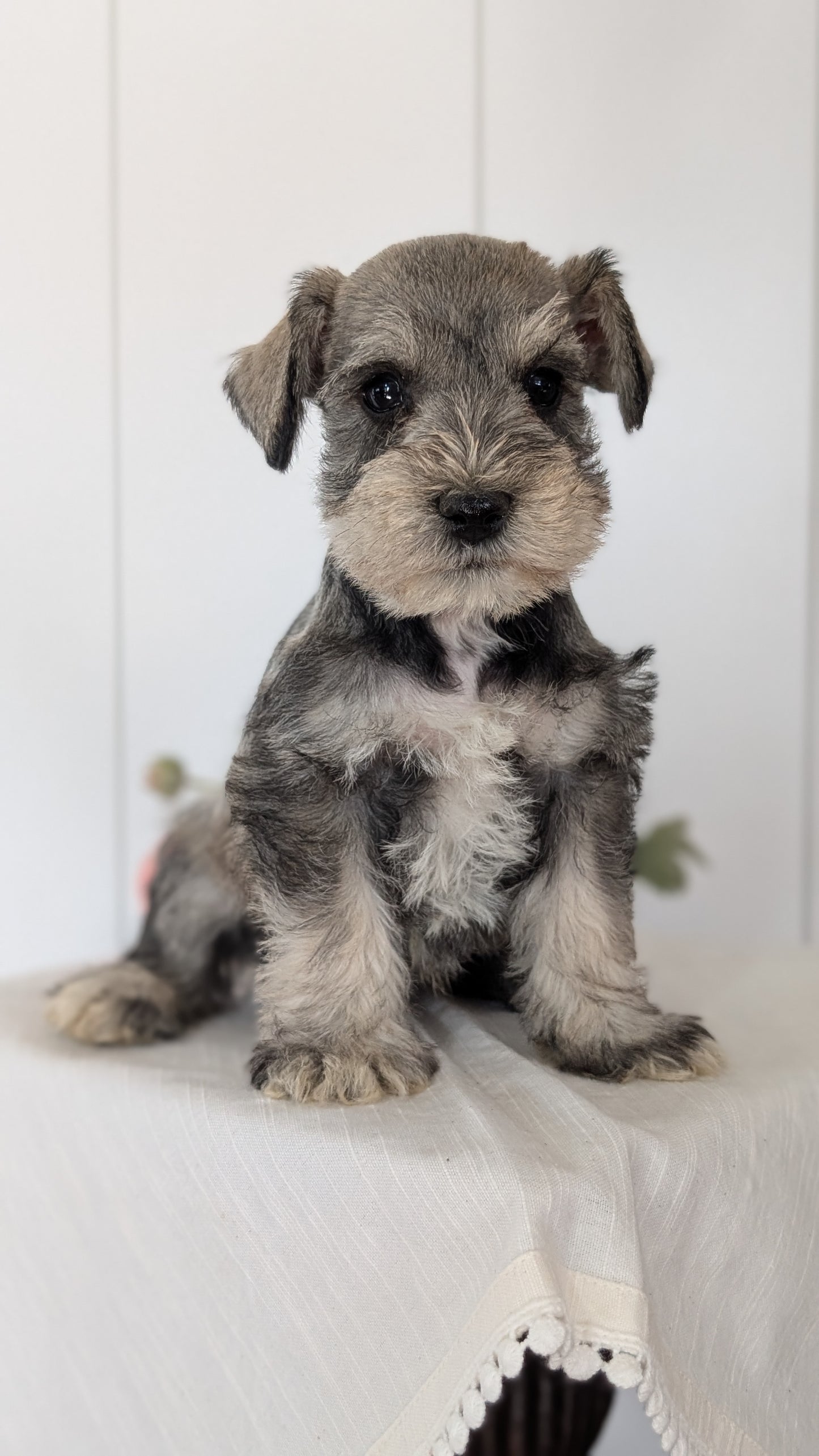 MINI SCHNAUZER (JAN 14) MALES