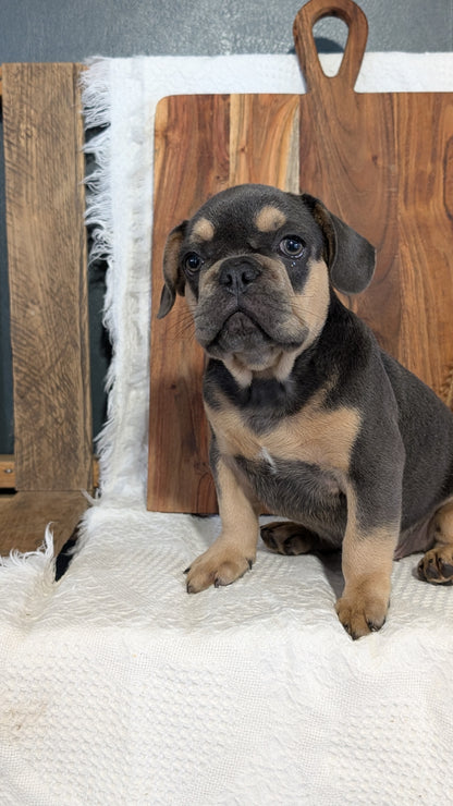 FRENCH BULLDOG (05/23) MALE