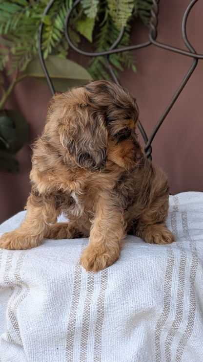 COCKAPOO (MAY 10) MALES