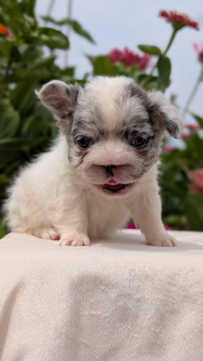 FRENCH BULLDOG (JUN 06) MALES