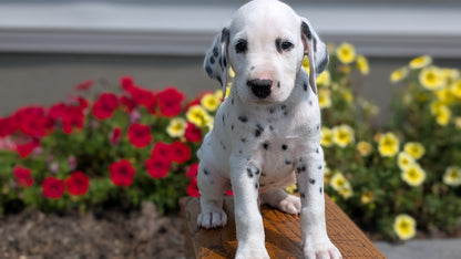 DALMATIAN (JUN 29) MALES
