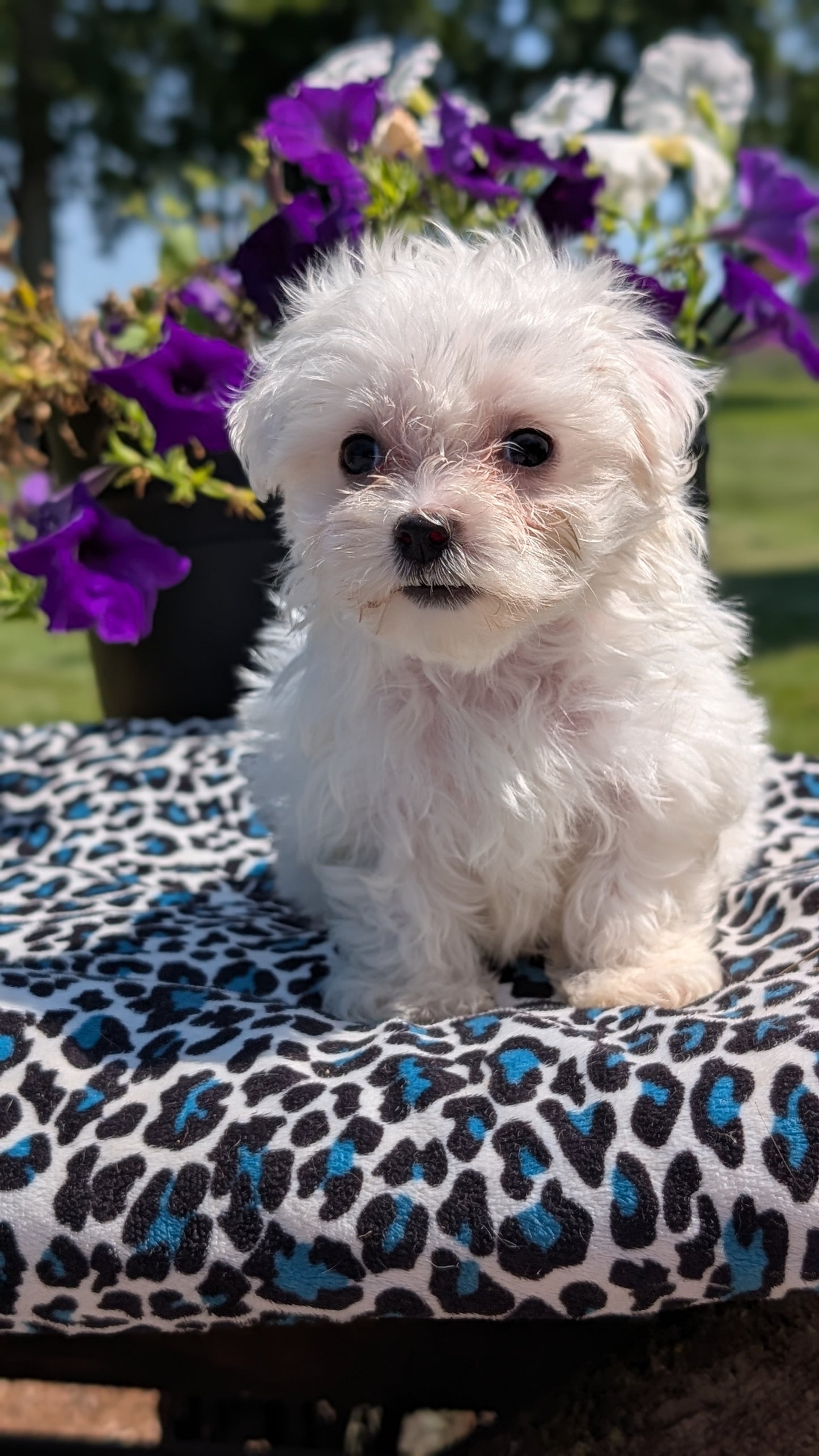 MALTESE (JUN 13) FEMALES