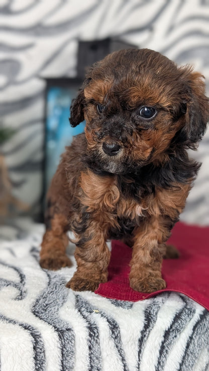 MINI LABRADOODLE (OCT 20) FEMALES