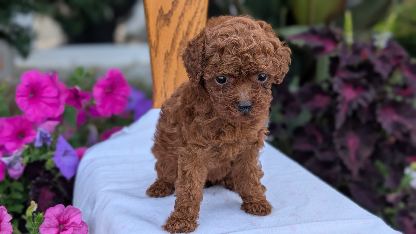 TOY POODLE (JUN 09) FEMALE