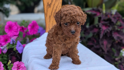 TOY POODLE (JUN 09) FEMALE