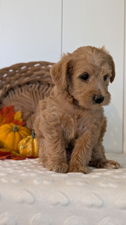 SCHNOODLE (SEP 03) 4 FEMALES/3 MALES