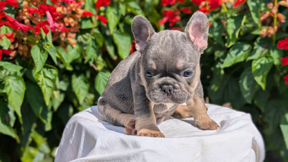 FRENCH BULLDOG (06/27) MALE