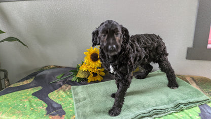 MINI LABRADOODLE (11/26) FEMALE