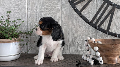 CAVALIER (DEC 03) MALES