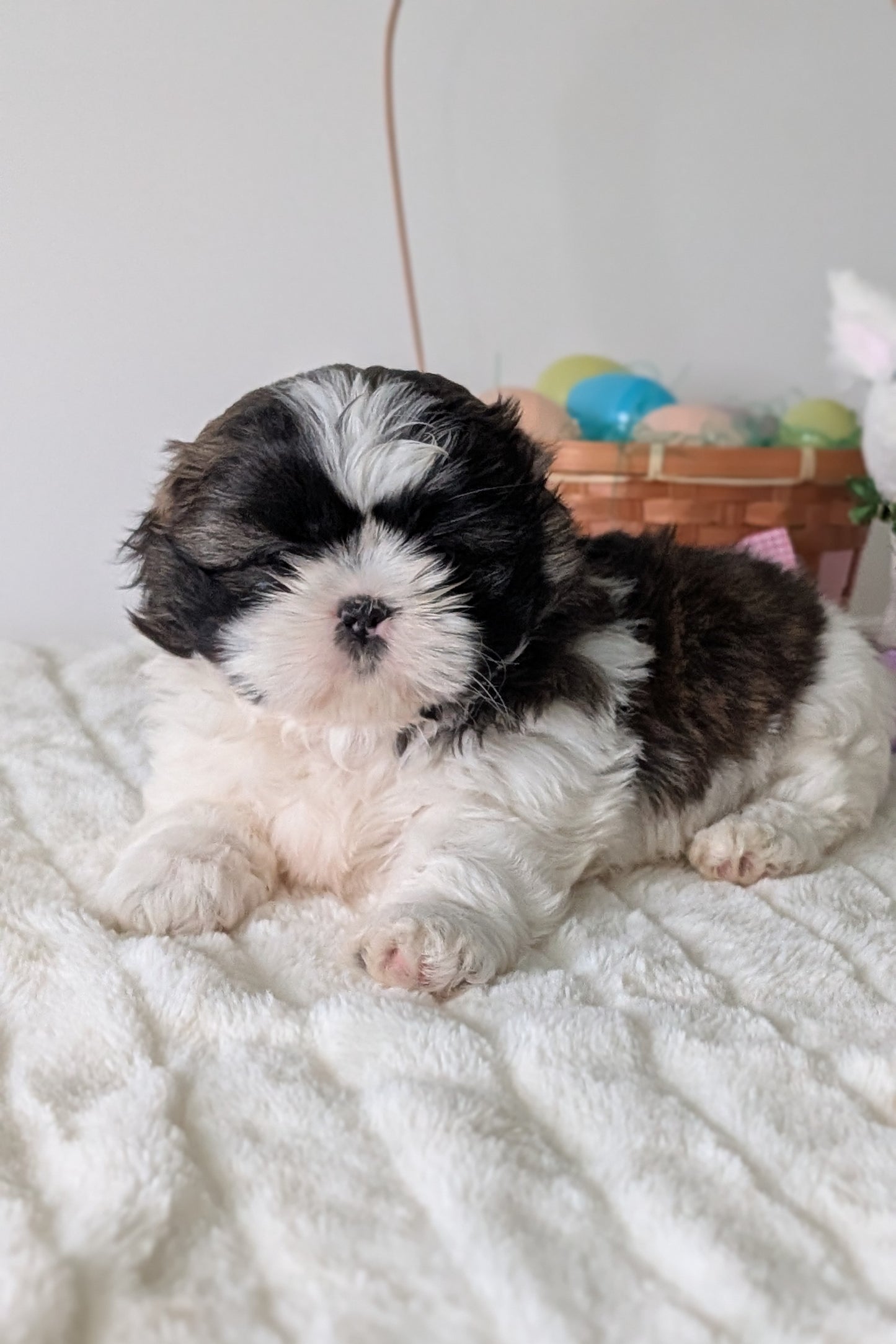 SHIH TZU (FEB 10) FEMALES