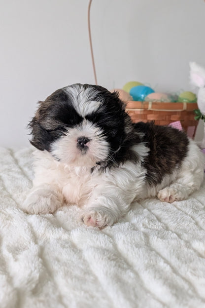 SHIH TZU (FEB 10) FEMALES