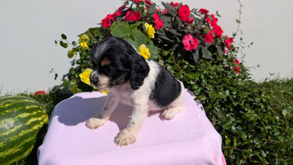 COCKER SPANIEL (07/16) FEMALE