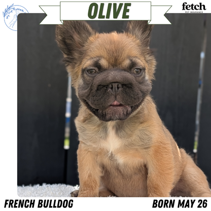 FRENCH BULLDOG (MAY 26) FEMALE