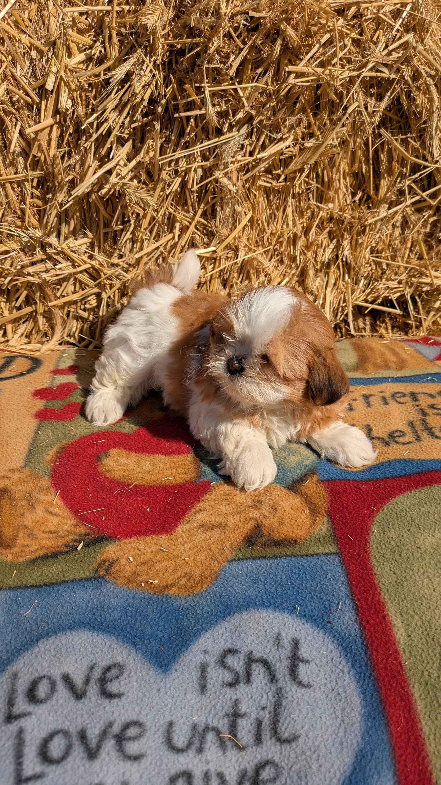 SHIH TZU (01/23) FEMALE