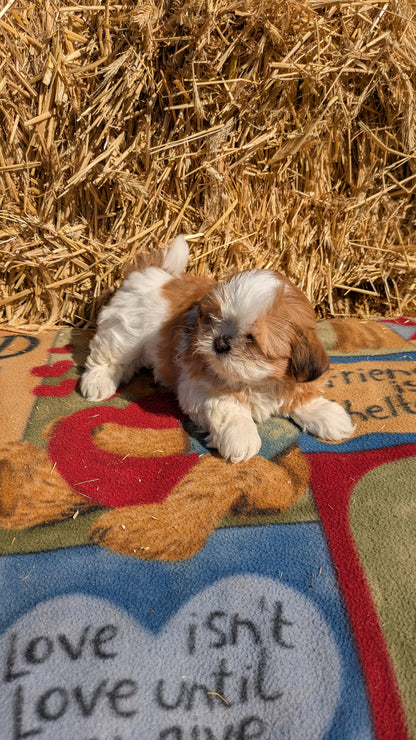 SHIH TZU (01/23) FEMALE