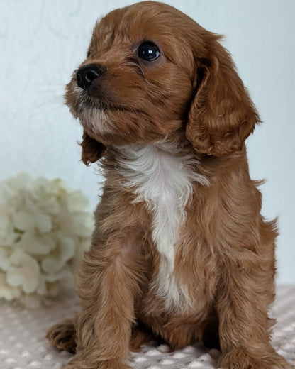 CAVAPOO (APR 02) MALES