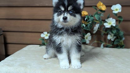 POMSKY (JUL 03) 1 MALE/3 FEMALES