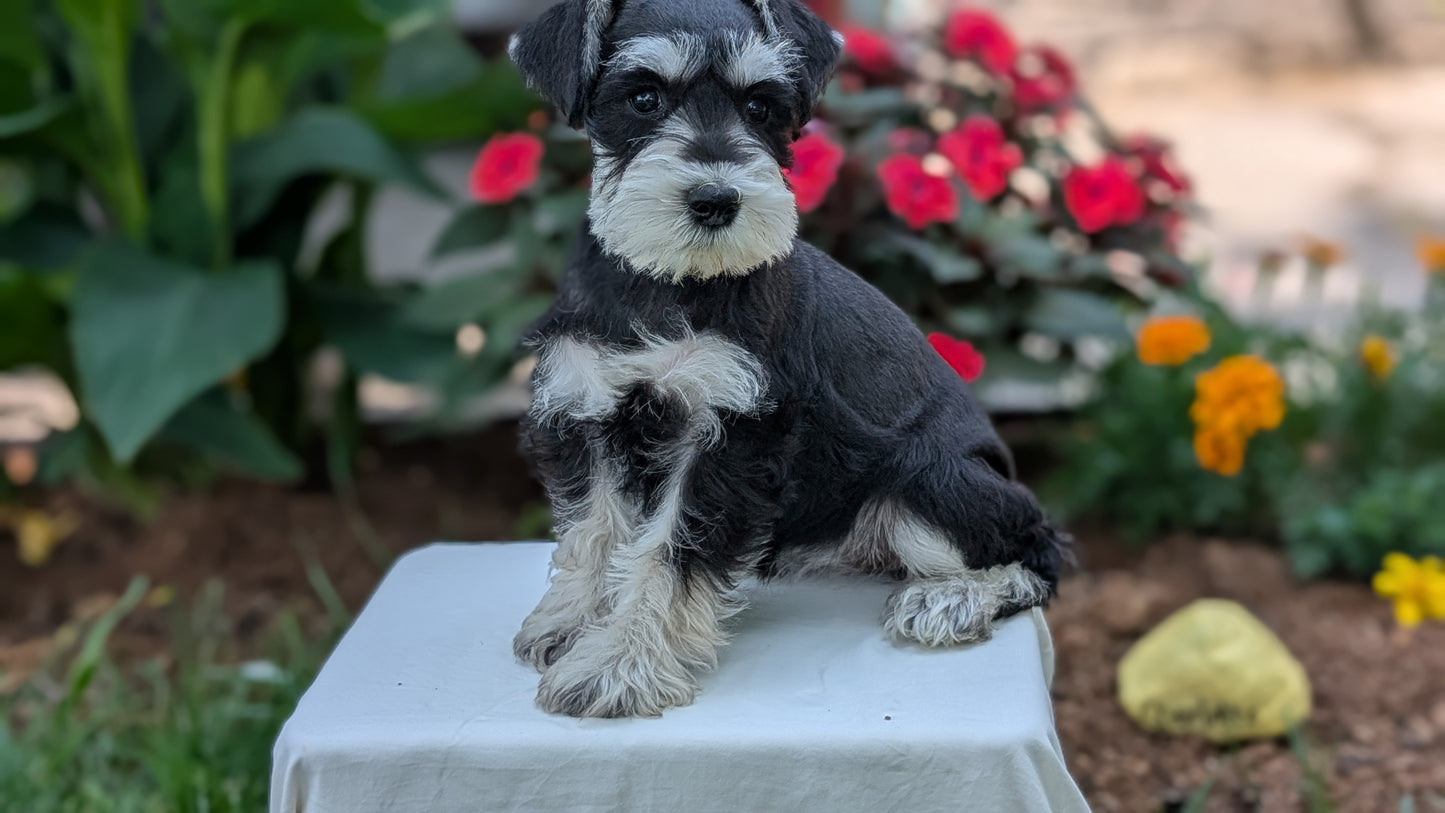 MINI SCHNAUZER (05/29) FEMALE