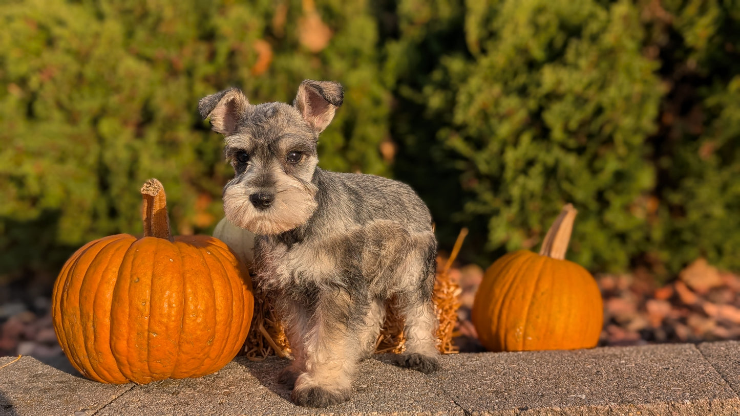 MINI SCHNAUZER (09/11) MALE