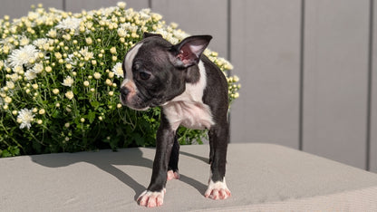BOSTON TERRIER (JUL 11) 4 FEMALES/4 MALES
