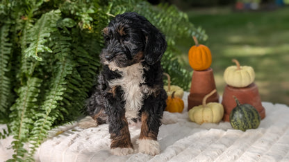 MINI BERNEDOODLE (08/06) FEMALE