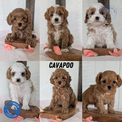 CAVAPOO (FEB 11) MALES