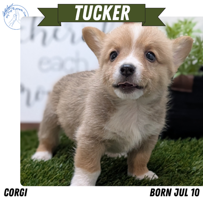 CORGI (07/10) MALE