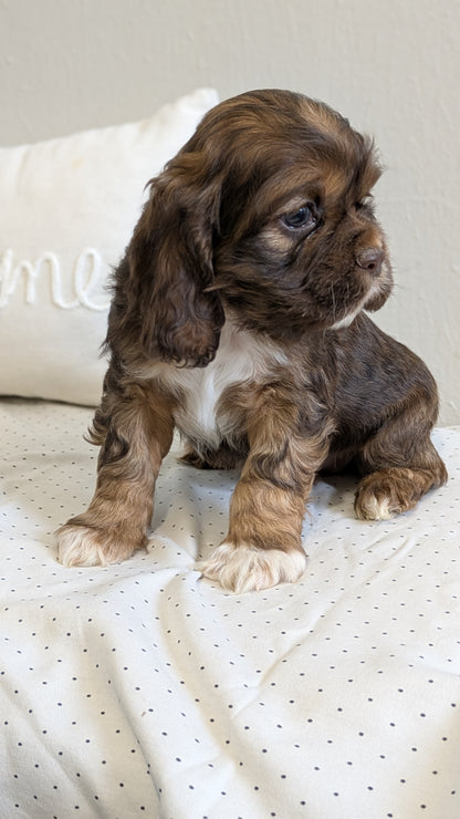 COCKER SPANIEL (02/14) MALE