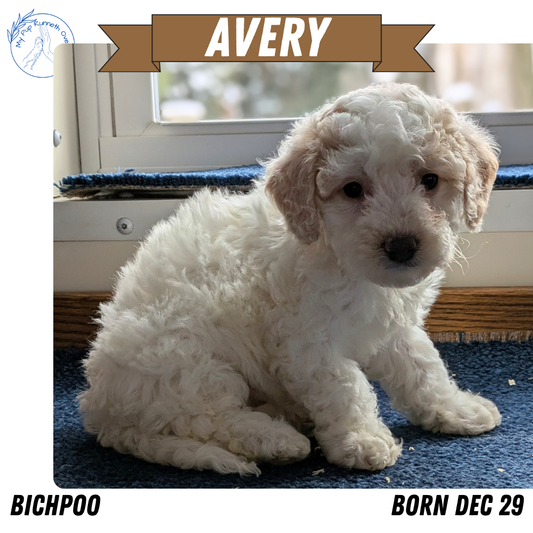 BICHPOO (12/29) FEMALE