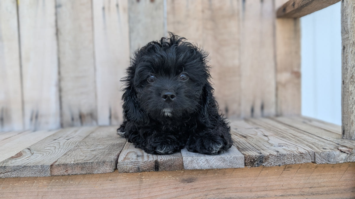 CAVAPOO (JUN 14) MALES