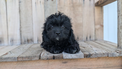 CAVAPOO (JUN 14) MALES