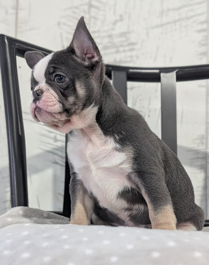 FRENCH BULLDOG (NOV 18) FEMALE