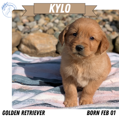GOLDEN RETRIEVER (02/01) MALE
