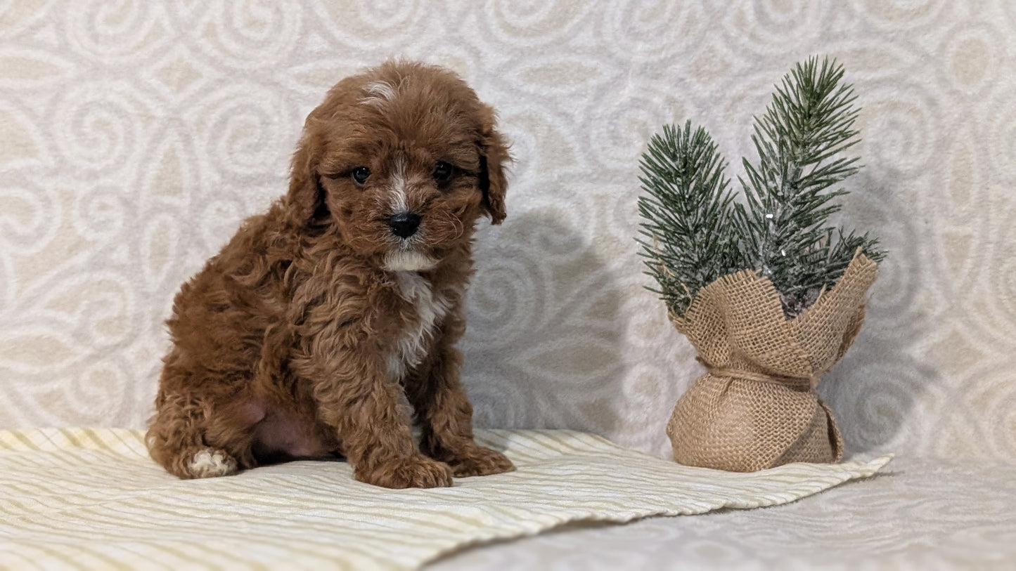 CAVAPOO (JAN 29) MALES