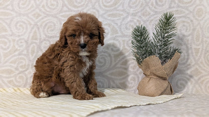 CAVAPOO (JAN 29) MALES