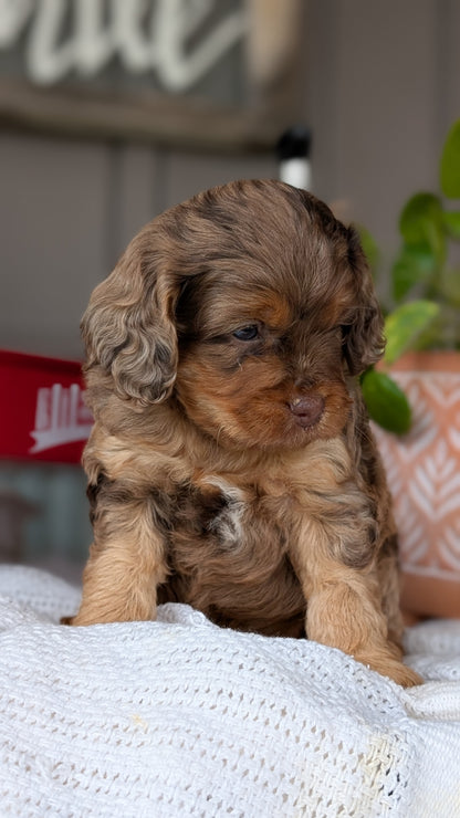 COCKAPOO (MAY 10) MALES