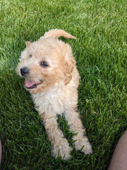 CAVAPOO (03/07) FEMALE