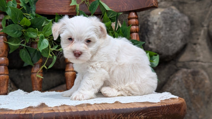 HAVANESE (APR 09) MALES