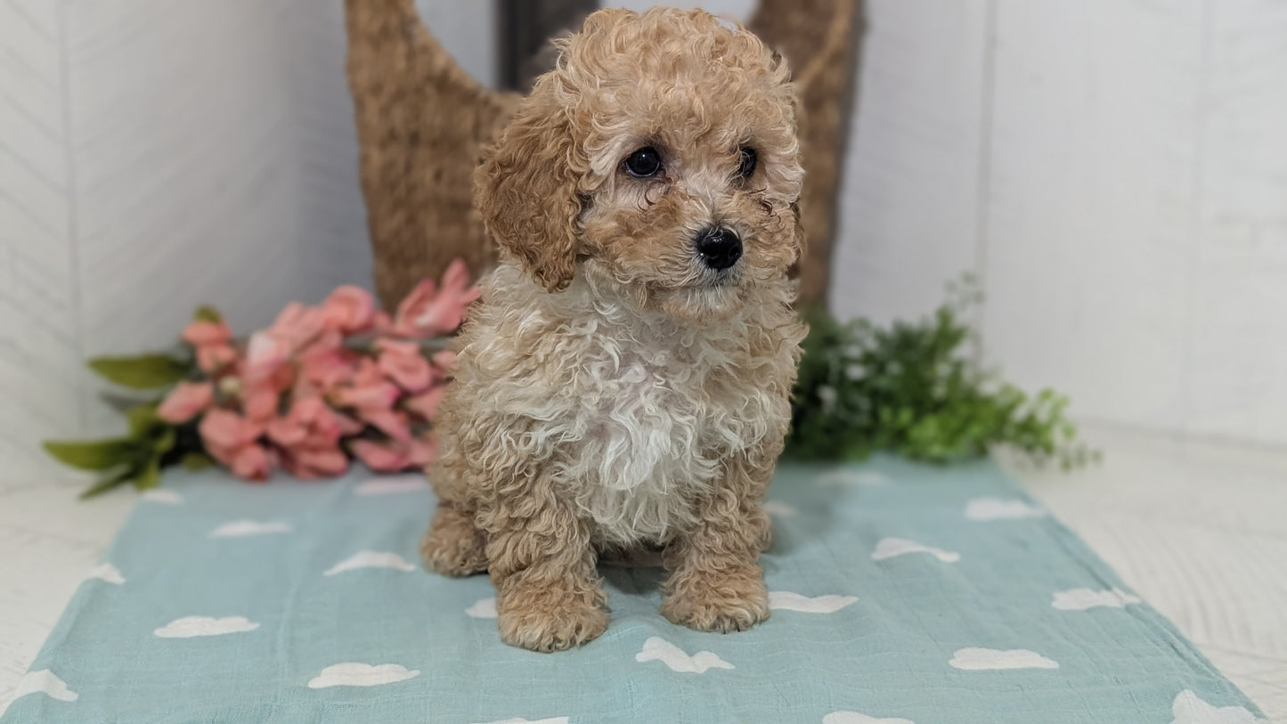 MINI POODLE (DEC 04) MALES
