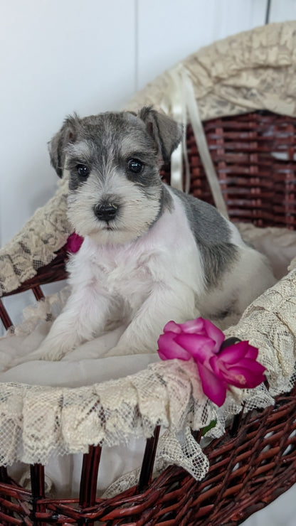 MINI SCHNAUZER (JAN 10) FEMALES