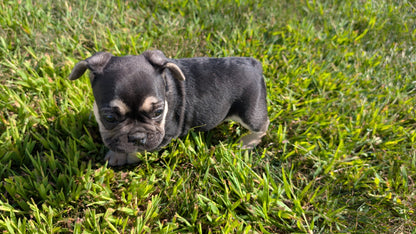 FRENCH BULLDOG (07/08) MALE
